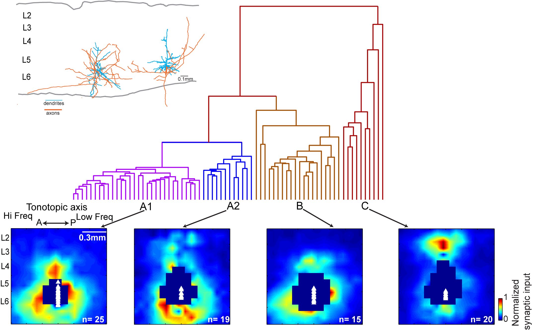 Cortical Layer 6 Circuit Mapping
