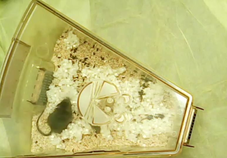 Pup retrieval behavior recording